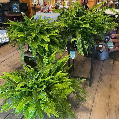 🔥 On Sale Only Today 🌱 UV Resistant Ferns Artificial Plants Large for Planters, Office & Home Decor, Outdoor & Indoor