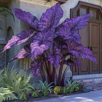 Fast-Growing Giant Alocasia Bulbs🍃The Ultimate Statement Plant for Home Decor ✨