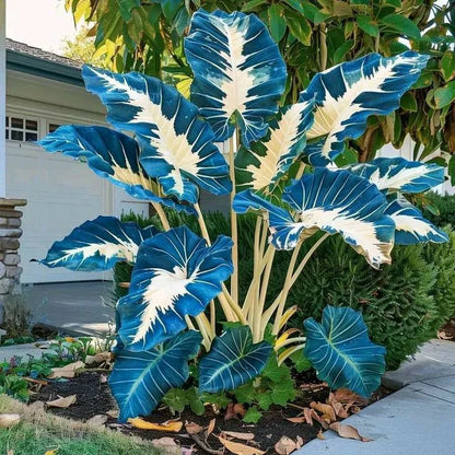 Fast-Growing Giant Alocasia Bulbs🍃The Ultimate Statement Plant for Home Decor ✨
